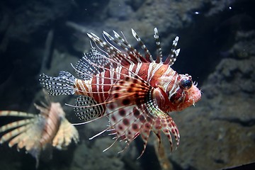 Image showing Lion Fish