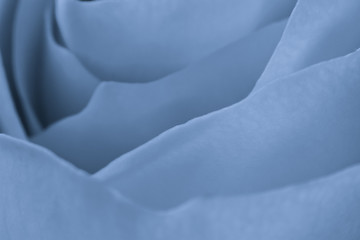 Image showing blue rose macro