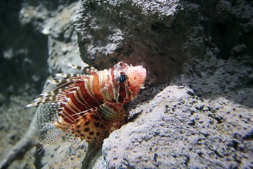 Image showing Lion Fish