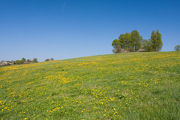 Image showing grassland in the springtime