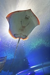 Image showing Stingray