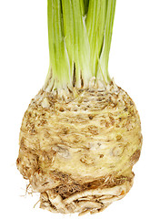 Image showing celery root (celeriac)