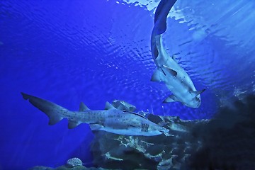 Image showing Shark