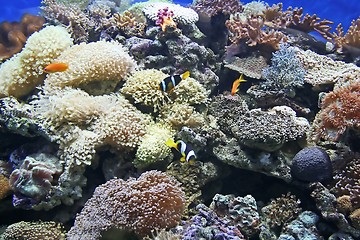 Image showing Clownfish