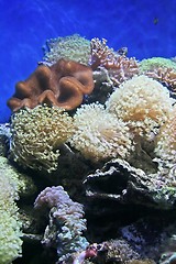 Image showing Coral