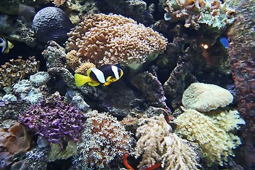 Image showing Clownfish