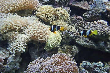 Image showing Nemo fish