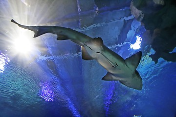 Image showing Shark