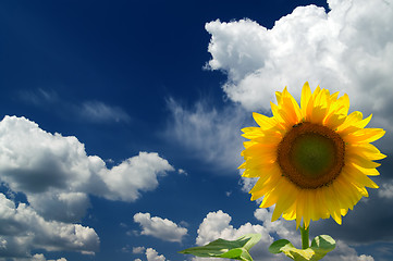 Image showing Sunflower in corner