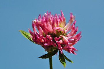 Image showing Red clover (Trifolium pratense)