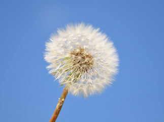 Image showing Dandelion