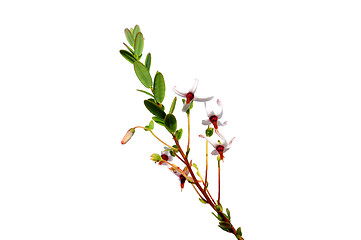 Image showing Cranberry flowers (Vaccinium macrocarpon)