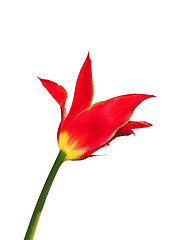 Image showing Red tulip