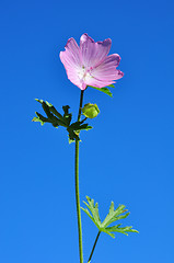 Image showing Greater musk-mallow (Malva alcea)