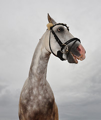 Image showing Crazy horse