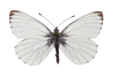 Image showing Green-veined White (Pieris napi)