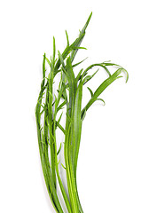 Image showing Minutina (Plantago coronopus)