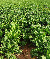 Image showing Field with sugar beet