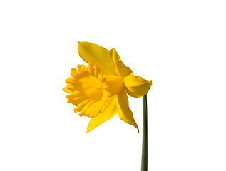 Image showing Daffodil (Narcissus pseudonarcissus)