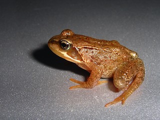 Image showing Frog_1_14.08.2006