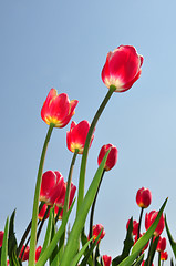 Image showing Red tulips