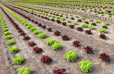 Image showing Lettuce field