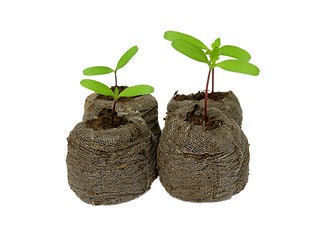 Image showing Seedlings in a peat pot