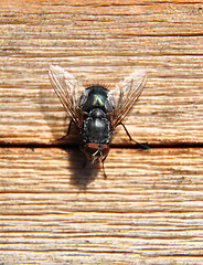 Image showing Fly on wood