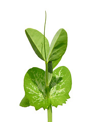 Image showing Pea seedling