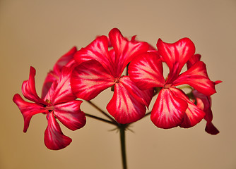 Image showing Geranium flower