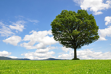 Image showing Solitary tree