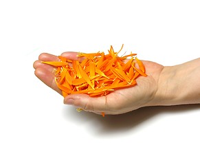 Image showing Hand with petals of Calendula