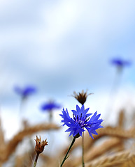 Image showing Cornflowers (Centaurea cyanus)