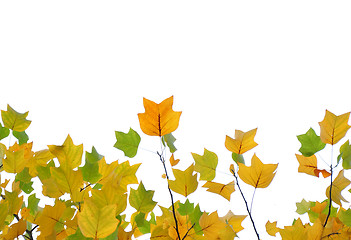 Image showing Yellow and green fall leaves