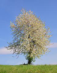 Image showing Cherry tree