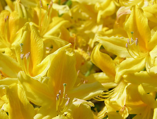 Image showing Rhododendron flower