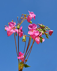 Image showing Himalayan balsam (Impatiens glandulifera)