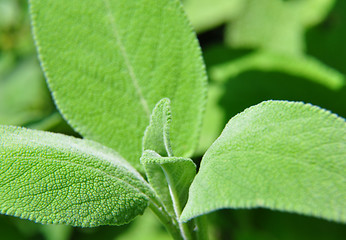 Image showing Sage (Salvia officinalis)