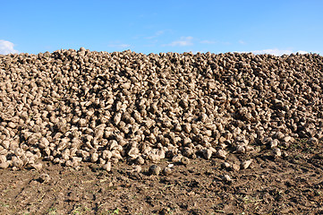 Image showing Sugar beets