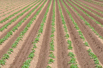 Image showing Potato field