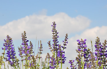 Image showing Meadow sage (Salvia pratensis)