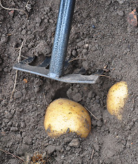 Image showing Harvesting potatoes