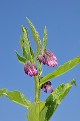 Image showing Comfrey (Symphytum officinale)