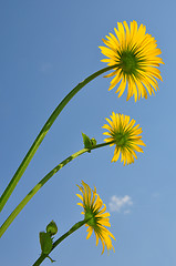 Image showing Leopard's Bane (Doronicum orientale)