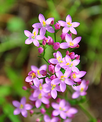 Image showing Centaury (Centaurium erythraea)