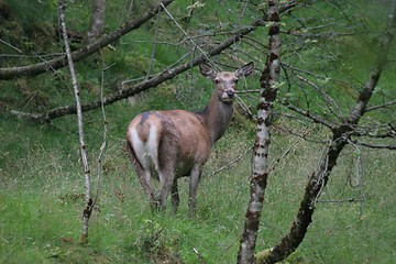 Image showing Deer_2_13.08.2006