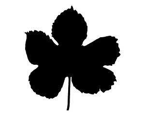 Image showing Hop leaf