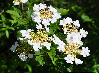 Image showing Guelder rose (Viburnum opulus)