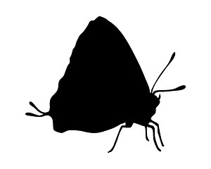 Image showing Tropical butterfly