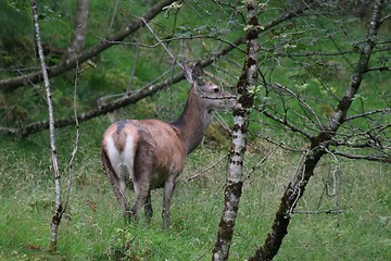 Image showing Deer_2_13.08.2006